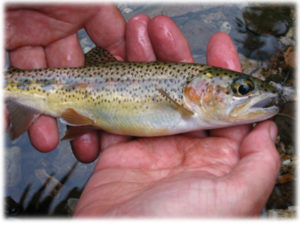 fishing_trout2
